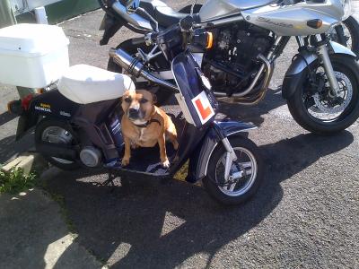 Alver Veterinary Group - Gosport