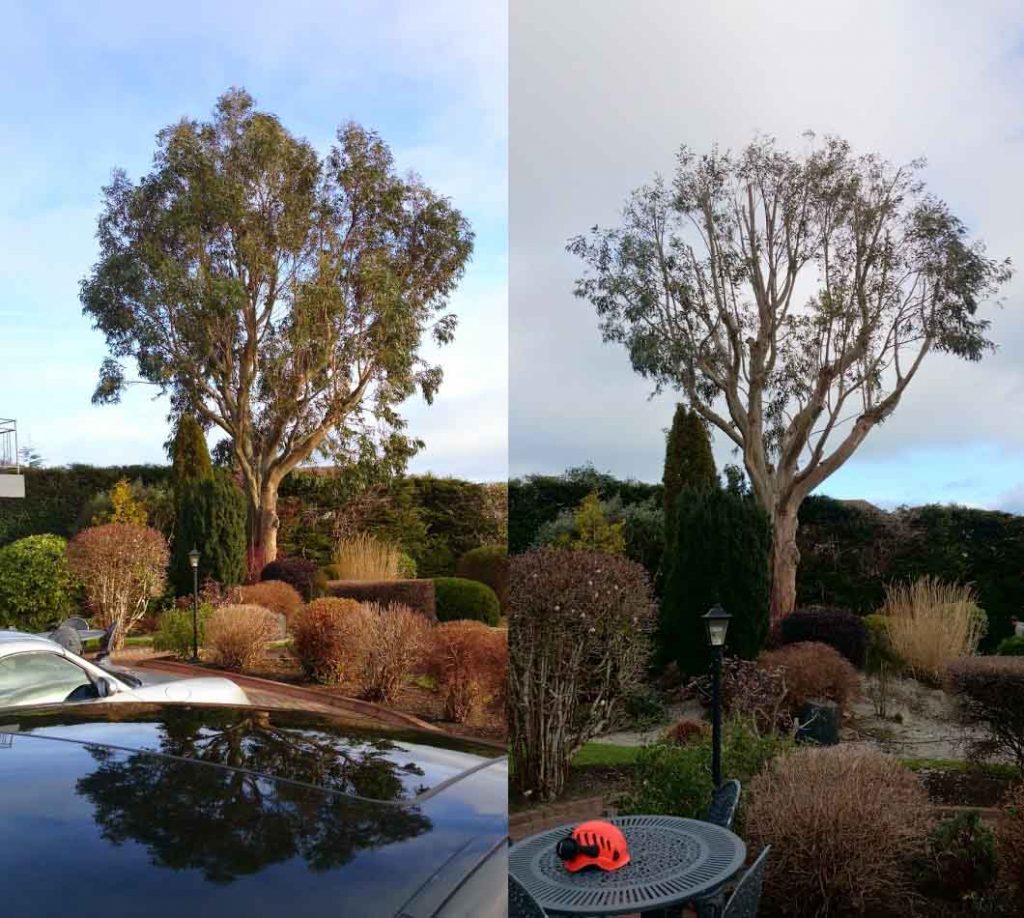 Skyfell Tree Specialists